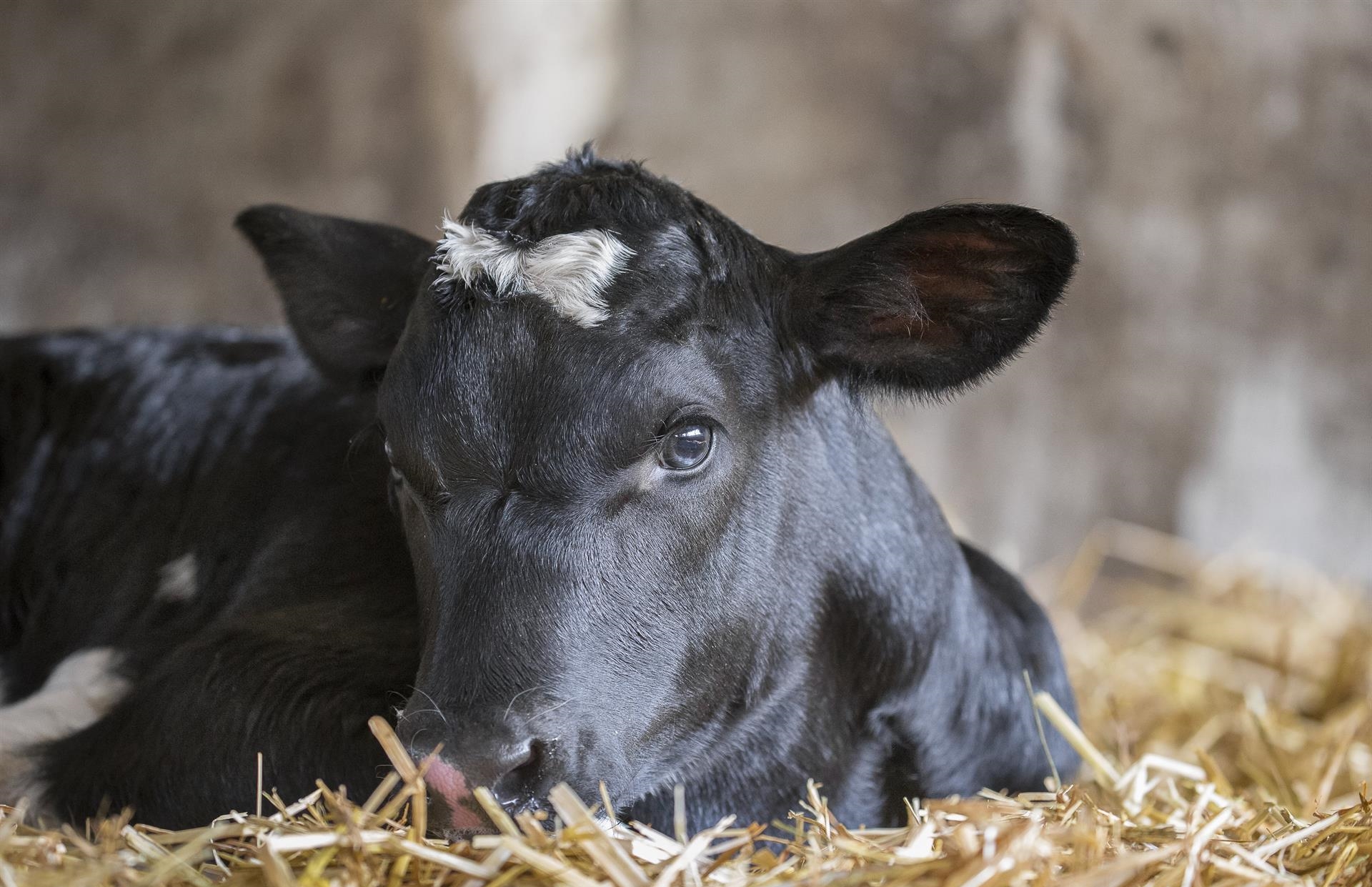 Kalb auf Stroh